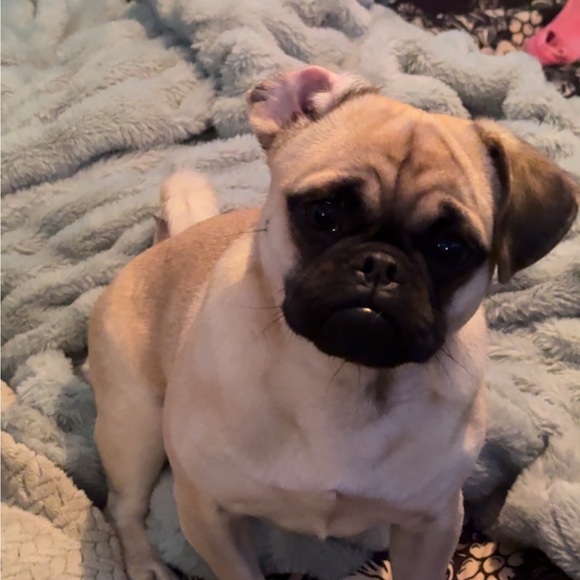 pibblesnpuggies